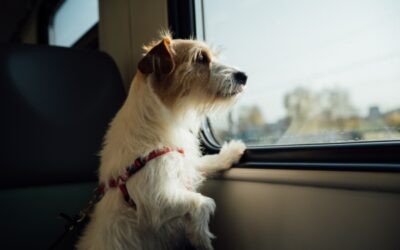Unlocking The Secrets To Stress-Free Travel With Your Furry Friend